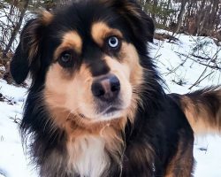 Veteran suffers massive heart attack — wakes up to find his puppy saving his life: “Puppy CPR”