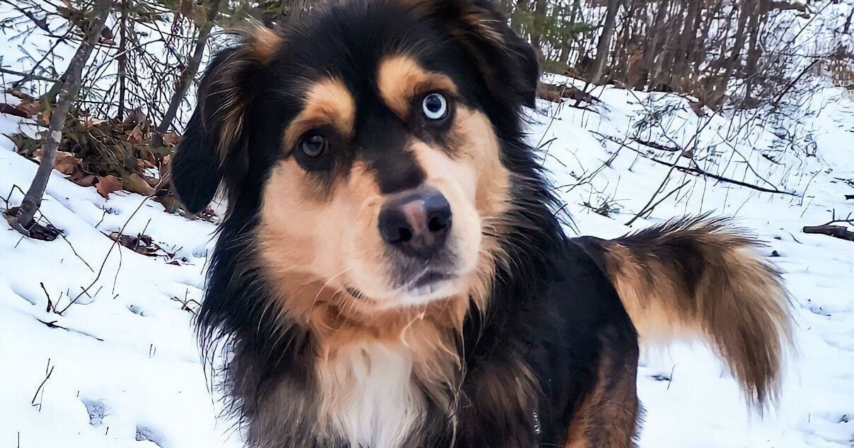 Veteran suffers massive heart attack — wakes up to find his puppy saving his life: “Puppy CPR”