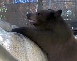 Orphaned bear cubs having some fall fun after being gifted a 465-pound pumpkin