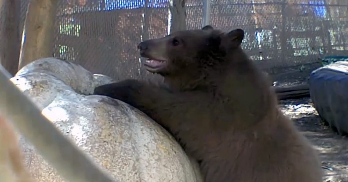 Orphaned bear cubs having some fall fun after being gifted a 465-pound pumpkin