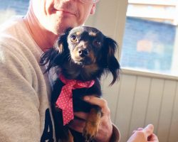 Wife is upset after husband brought home puppy without telling her — why the internet is on her side