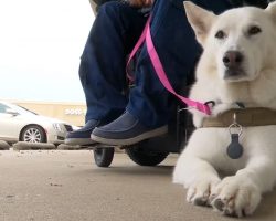Disabled veteran denied service at bar over service dog — now he’s speaking out