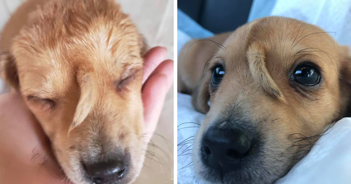 Happy ending for dumped ‘unicorn’ puppy with tail growing from its head