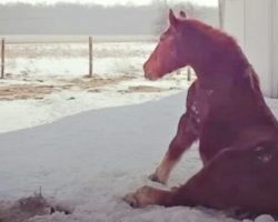 Lonely horse who waited a lifetime for a friend finally finds her soulmate