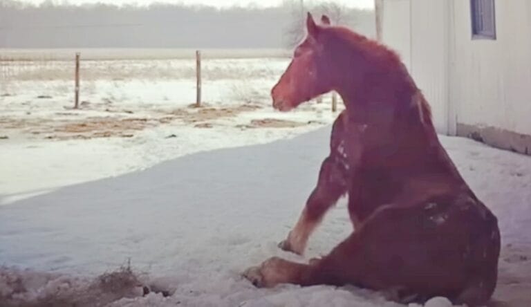 Lonely horse who waited a lifetime for a friend finally finds her soulmate