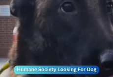 BREAKING: Humane Society Is Searching For Dog Given To The Wrong Owner
