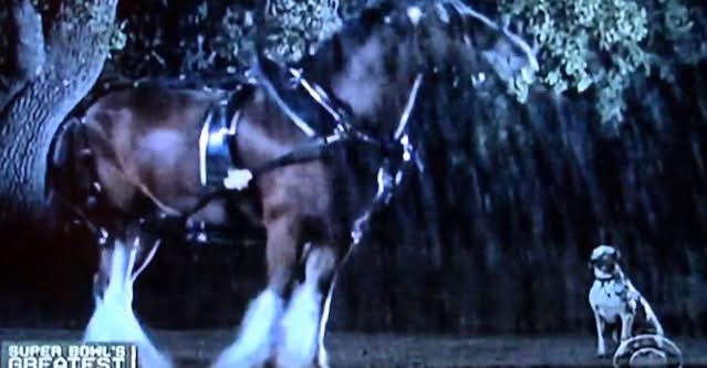 Dalmatian And Clydesdale Team Up To Earn The Horse A Spot Among The Best