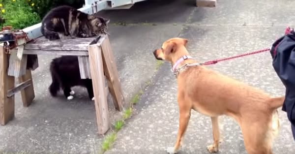 Cat Is A Hero By Defending Her Canine Friend Against The Neighborhood Bully