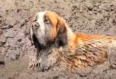 11-Man Bachelor Party Rescues Dog Stuck in Mud, Capturing Media Attention