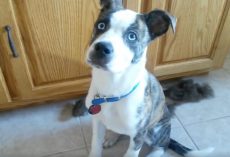 Dog Takes Mom “Too Literally” When She’s Told To Get Into The Bed