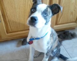 Dog Takes Mom “Too Literally” When She’s Told To Get Into The Bed