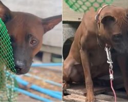 Dog Relieved When Kind People Came To Free Her, But Owner Said No