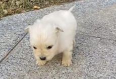 Stranger Spots Three-Week-Old Puppy on Sidewalk and Springs Into Action