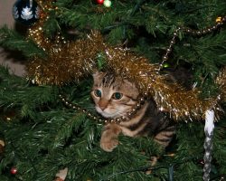 Keep your pet from destroying the holidays with this cat-proof Christmas tree
