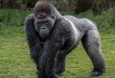 Silverback gorilla teaches himself to walk upright on two legs