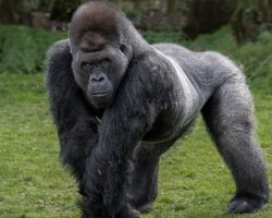 Silverback gorilla teaches himself to walk upright on two legs