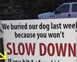 After dog is hit and killed by car, family’s brutal sign has the whole neighborhood talking