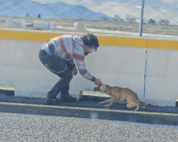 Dog Trapped on Busy Highway Melts Into Her Rescuer’s Arms