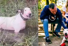 Trooper, dog tied up to pole in path of Hurricane Milton, has been adopted to great new home
