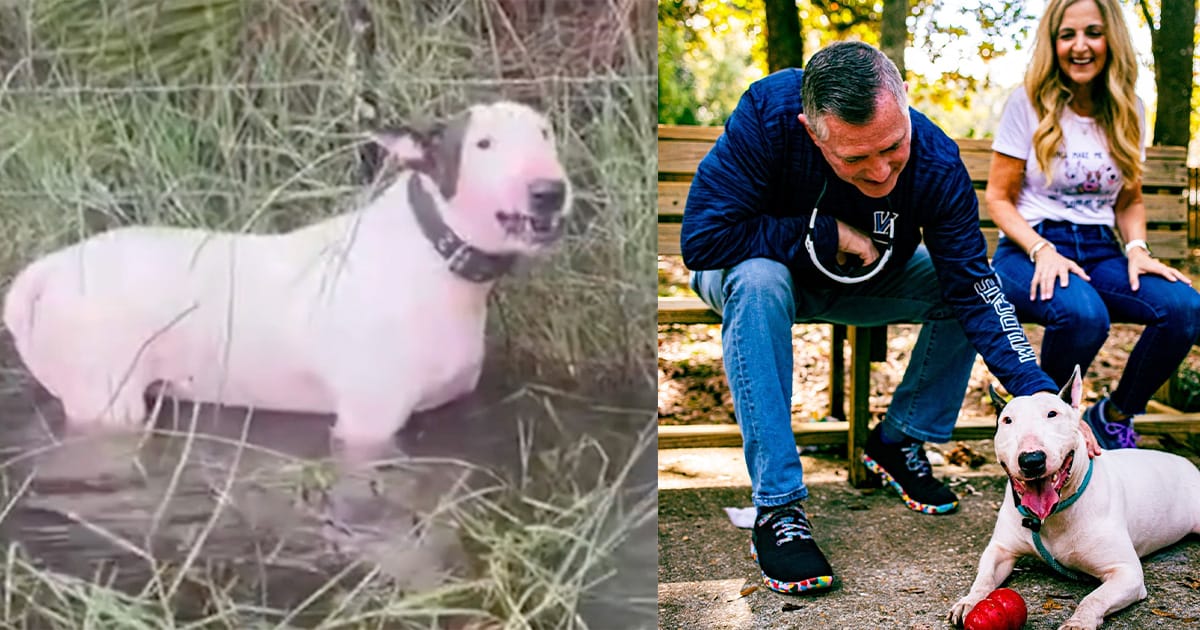 Trooper, dog tied up to pole in path of Hurricane Milton, has been adopted to great new home