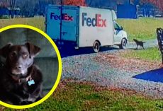 FedEx driver ran over senior dog, drove off without a word — now family wants answers