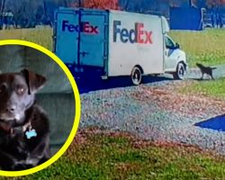 FedEx driver ran over senior dog, drove off without a word — now family wants answers