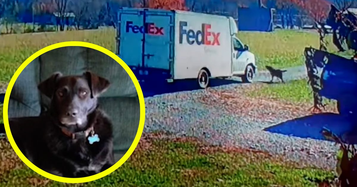 FedEx driver ran over senior dog, drove off without a word — now family wants answers