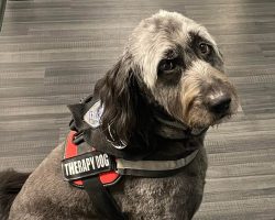 Licorice flunked out of service dog training — but ended up with a career in the police department