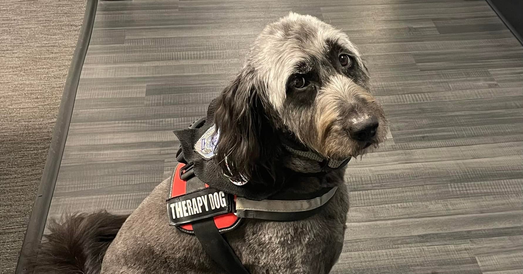 Licorice flunked out of service dog training — but ended up with a career in the police department