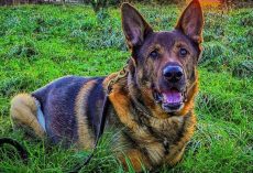 Retired police dog went for a walk on his 12th birthday — ended up saving a man’s life