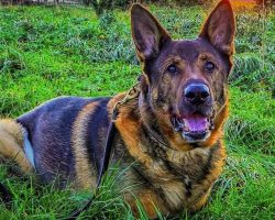 Retired police dog went for a walk on his 12th birthday — ended up saving a man’s life