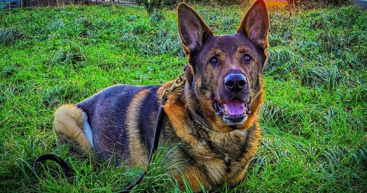 Retired police dog went for a walk on his 12th birthday — ended up saving a man’s life