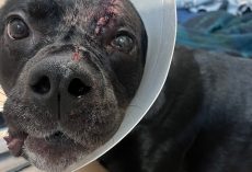 Dog survived being shot in the head at close range: recovering as authorities search for shooter