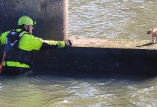 Firefighters rescue scared Chihuahua stuck under bridge, even as dog resists their help