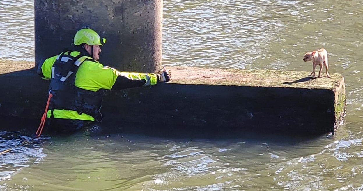 Firefighters rescue scared Chihuahua stuck under bridge, even as dog resists their help
