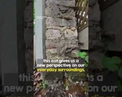 Cat Owner Attaches Tiny Camera On His Cat’s Collar To Follow His Cat’s Adventure