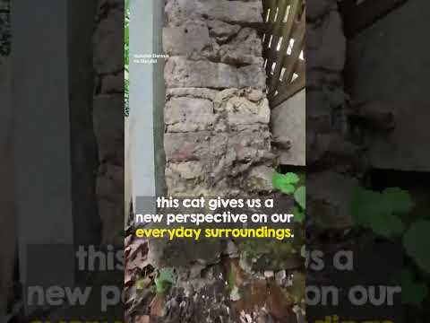Cat Owner Attaches Tiny Camera On His Cat's Collar To Follow His Cat's Adventure