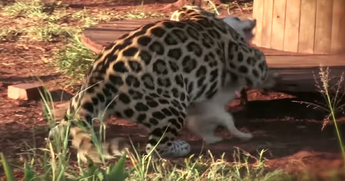 Aggressive jaguar attacks dog, but what happens next leaves everyone in shock