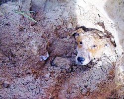She Was Buried Alive On A Schoolyard. But When Rescued, Everything Changes. Now Thousands Want To Improve Animal Rights In South Africa
