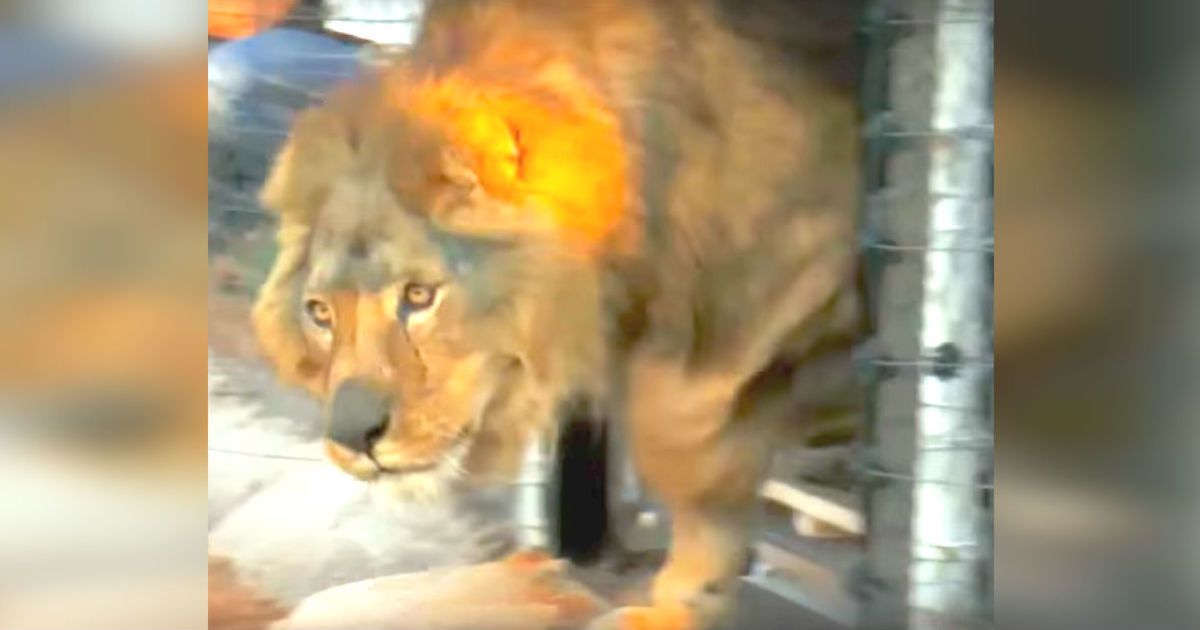 Lion has slept on concrete floor all his life, now watch his reaction when he sees grass for first time