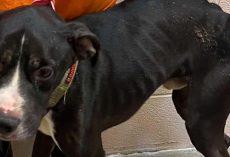 Dog returns to shelter for third time after being abandoned by adopter, severely underweight — now has good news