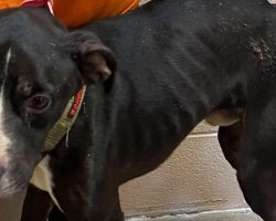 Dog returns to shelter for third time after being abandoned by adopter, severely underweight — now has good news