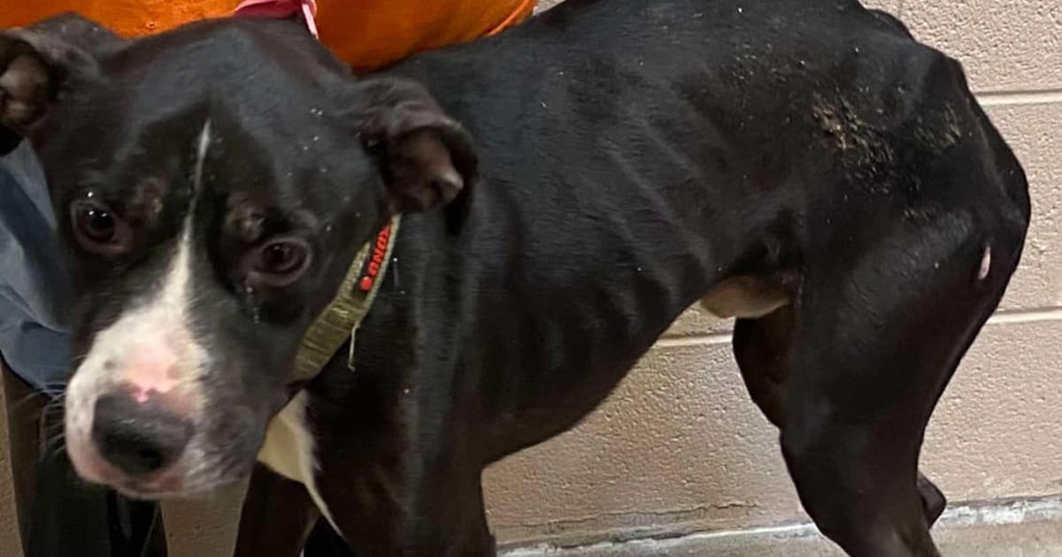 Dog returns to shelter for third time after being abandoned by adopter, severely underweight — now has good news