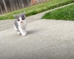 Teeny tiny kitten found all alone in the street