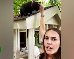 Woman moves into house and finds four cats