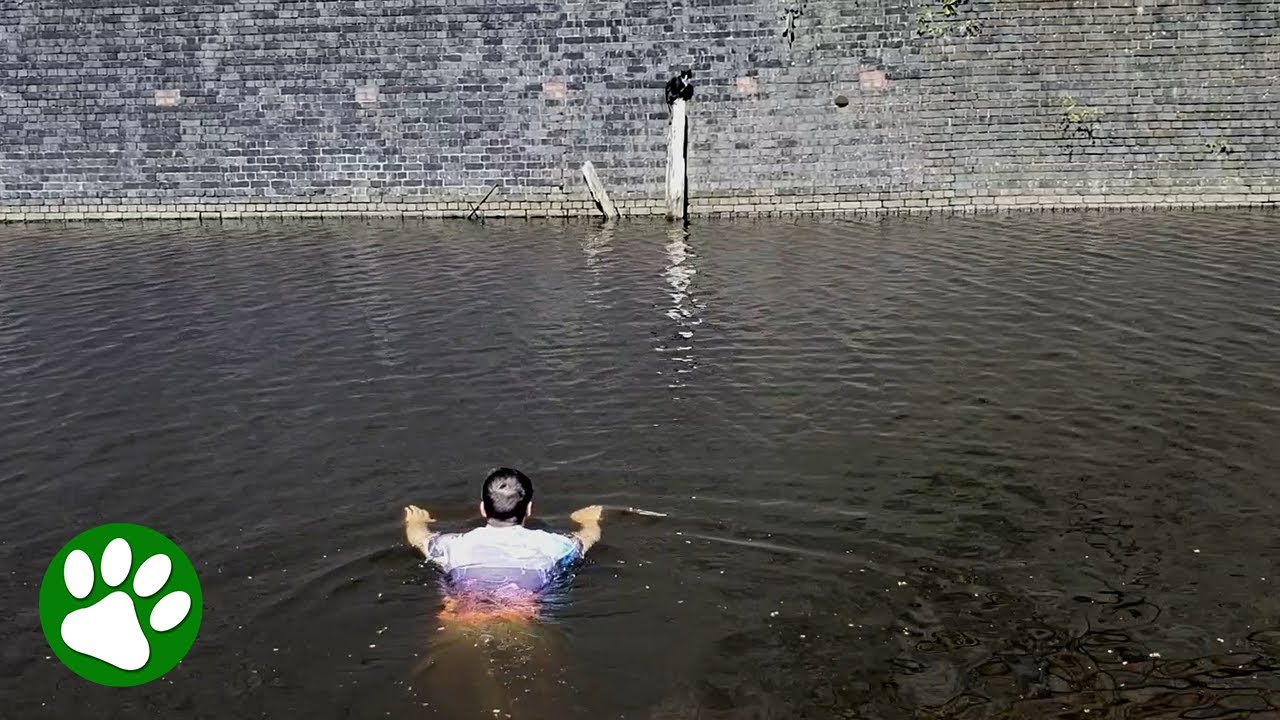 Man jumps into canal to save cat