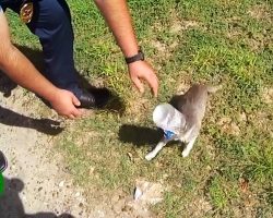 Police Officers Chase After Cat Jumping Around with a Bucket on Its Head