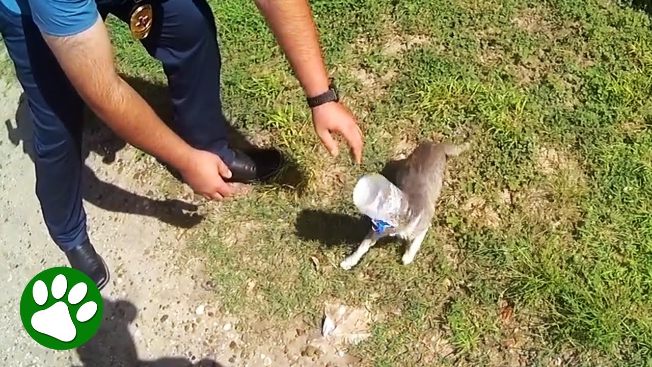 Police Officers Chase After Cat Jumping Around with a Bucket on Its Head