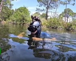Kitten Suddenly Jumps On Diver’s Head And Makes Himself At Home