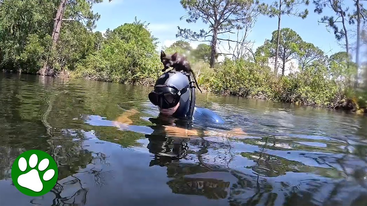 Kitten Suddenly Jumps On Diver's Head And Makes Himself At Home